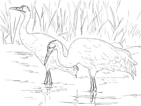 Two Whooping Cranes Coloring Page